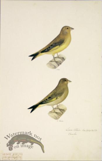 96 Swedish Birds . Loxia Chloris, European Greenfinch, M.F